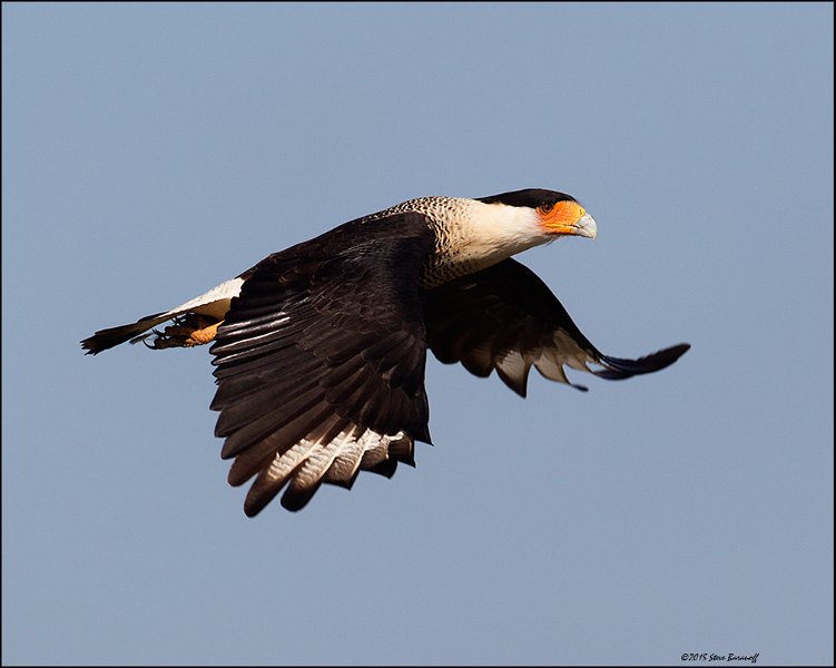 _5SB9390 crested caracara.jpg